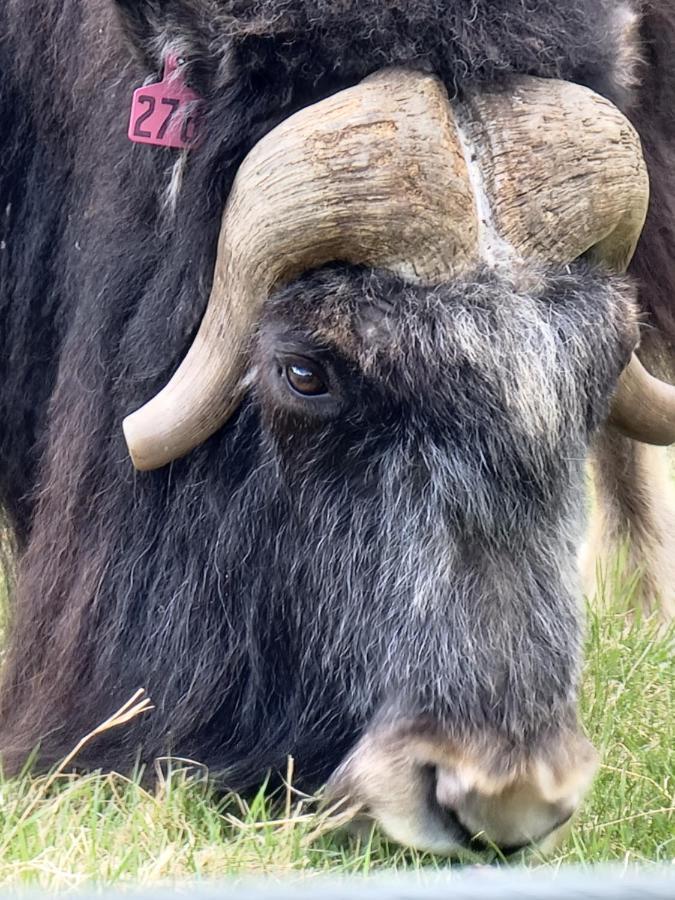 Alaska Grizzly Lodge Fairbanks Ngoại thất bức ảnh