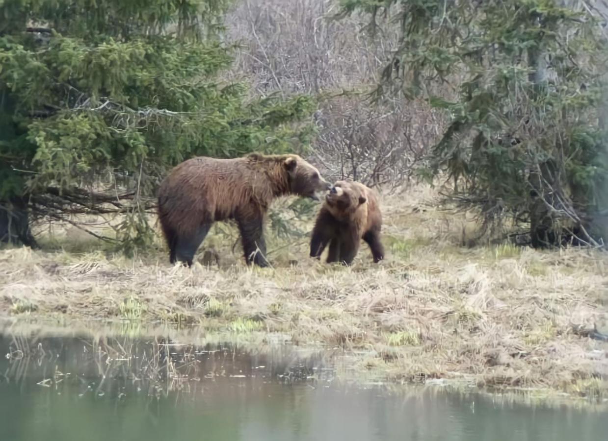Alaska Grizzly Lodge Fairbanks Ngoại thất bức ảnh