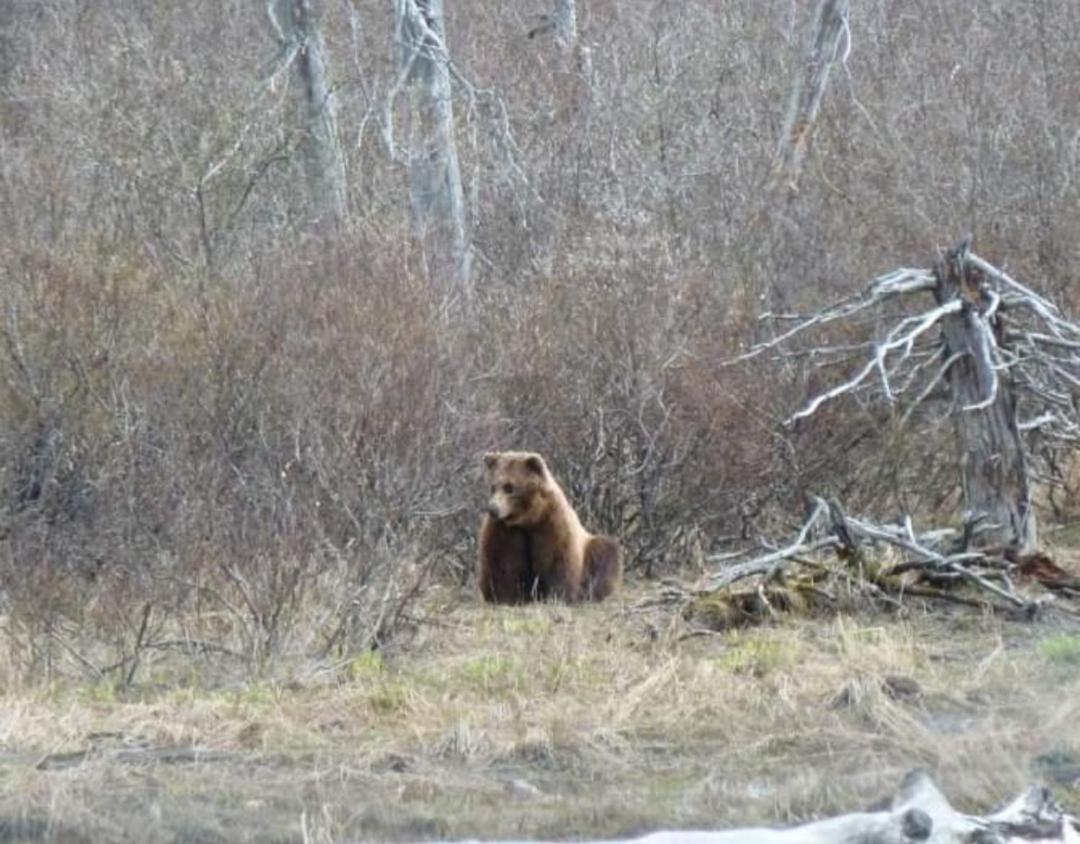 Alaska Grizzly Lodge Fairbanks Ngoại thất bức ảnh