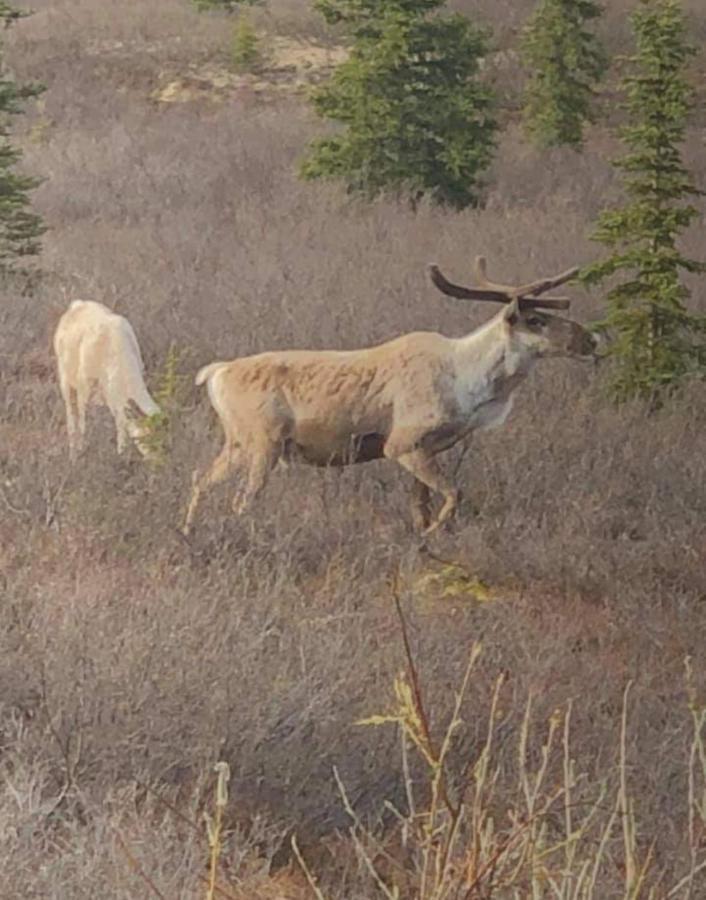 Alaska Grizzly Lodge Fairbanks Ngoại thất bức ảnh